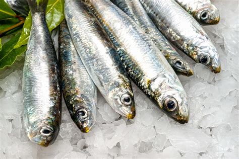 Sardine .